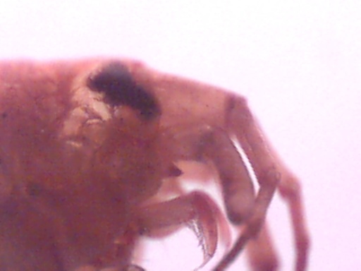 Piccoli crostacei raccolti dal Po vicino a Settimo Torinese